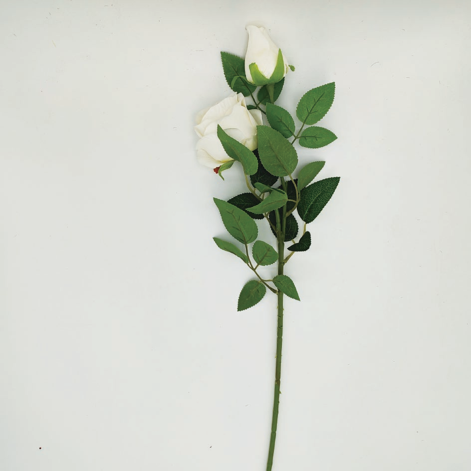 Double-headed Bulgarian rose-A1050