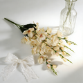 Gladiolus CF019