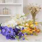 Gladiolus CF019