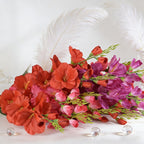 Gladiolus CF019