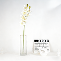 Cymbidium CF123