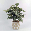 Artificial ball tree potted plant PH2025-L011