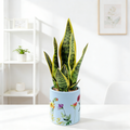 Artificial tiger skin orchid potted plant PH2025-L013