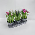 Artificial Mini Conjoined Potted Plant PH2025-L016